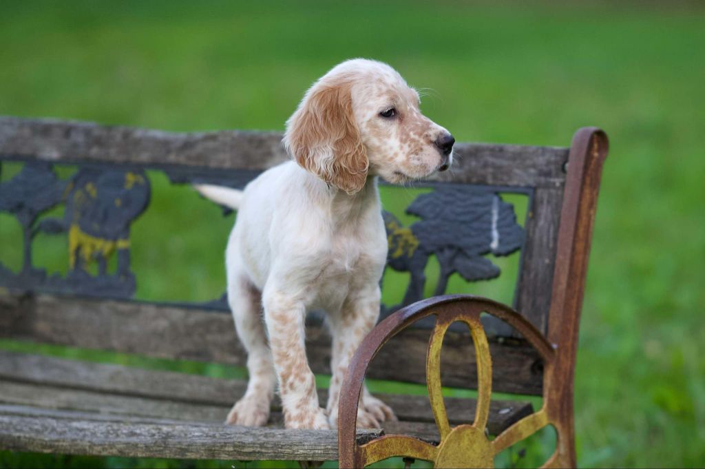 des Rives du Cernon - Chiot disponible  - Setter Anglais