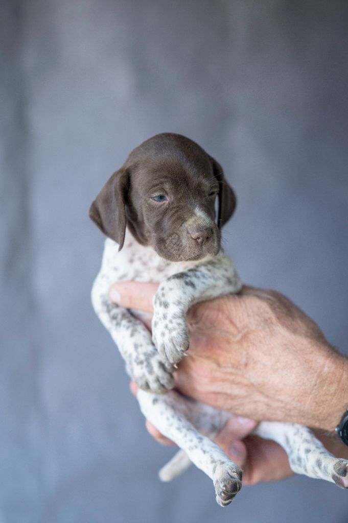 des Rives du Cernon - Chiot disponible  - Braque français, type Pyrenees (petite taille)