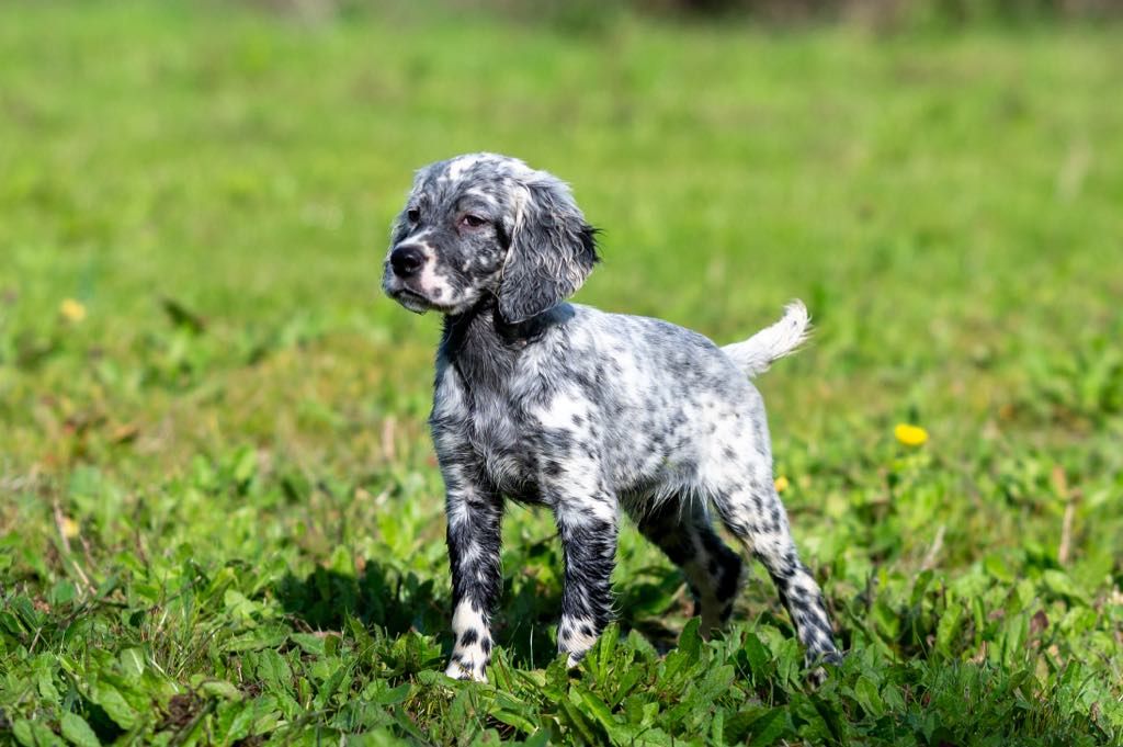 des Rives du Cernon - Chiot disponible  - Setter Anglais