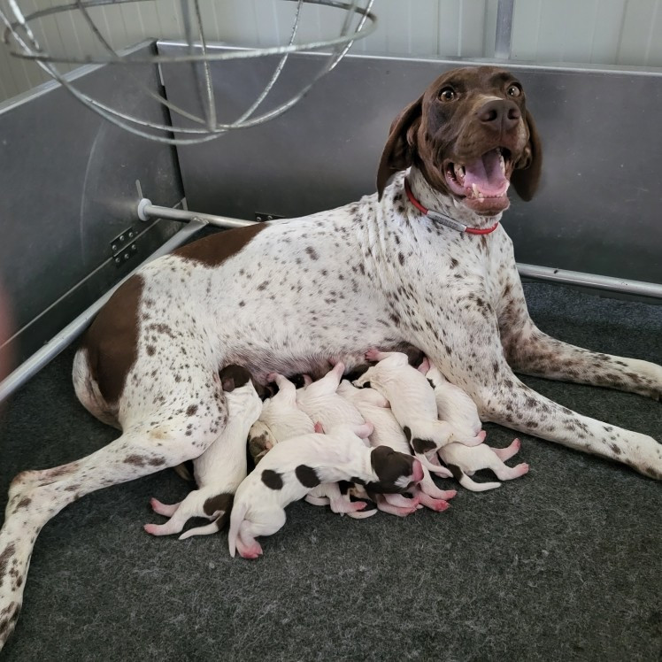 Naissance des Chiots de TOKYO/RIO