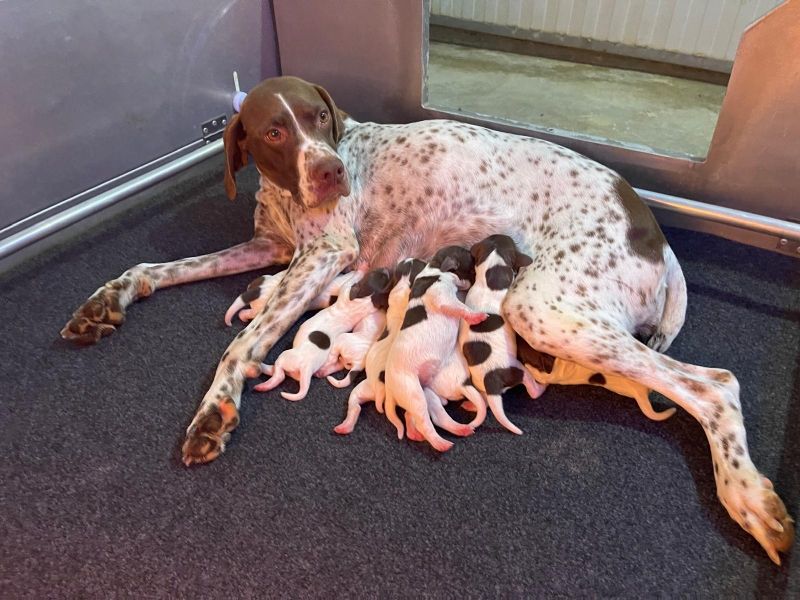 Naissance des chiots de SEXY x VOLT