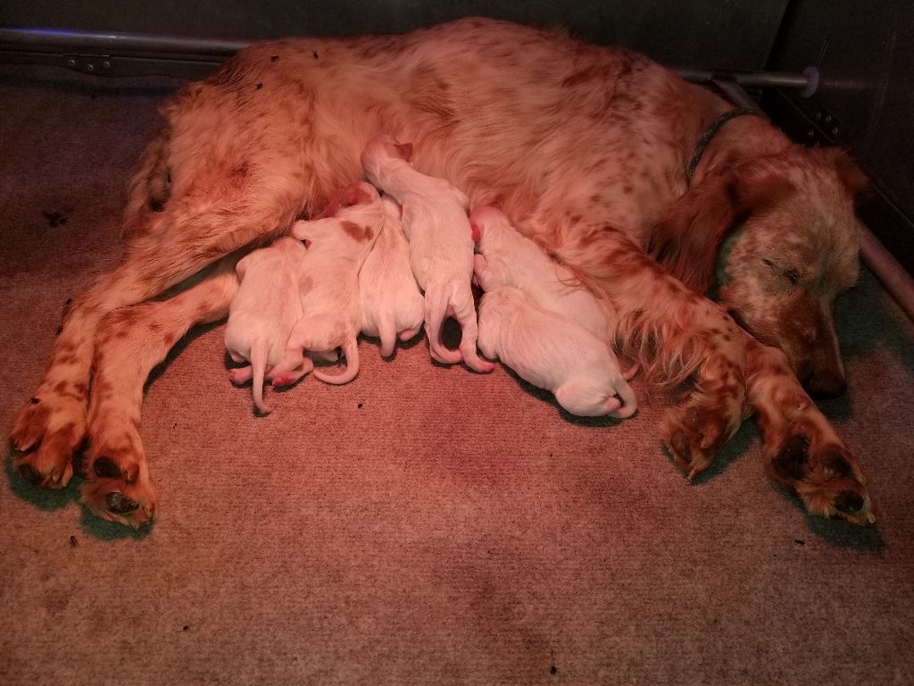 des Rives du Cernon - Les Chiots de Orphie x Nashoba sont nés !
