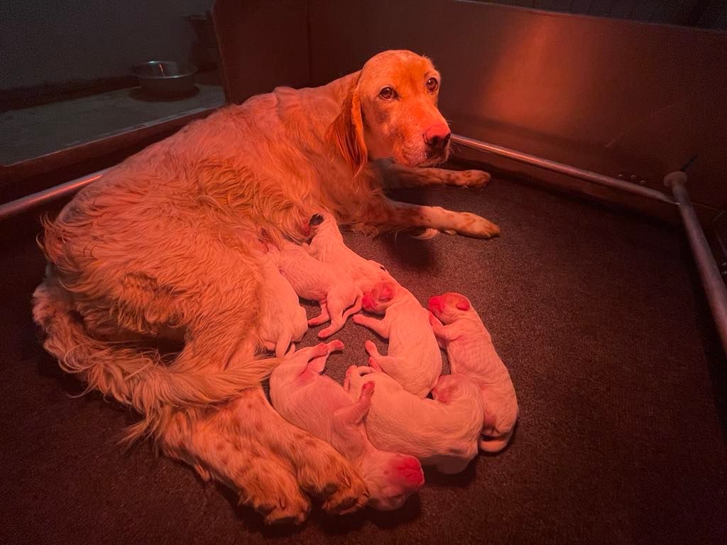 Naissance des Chiots de Orphée/Siam