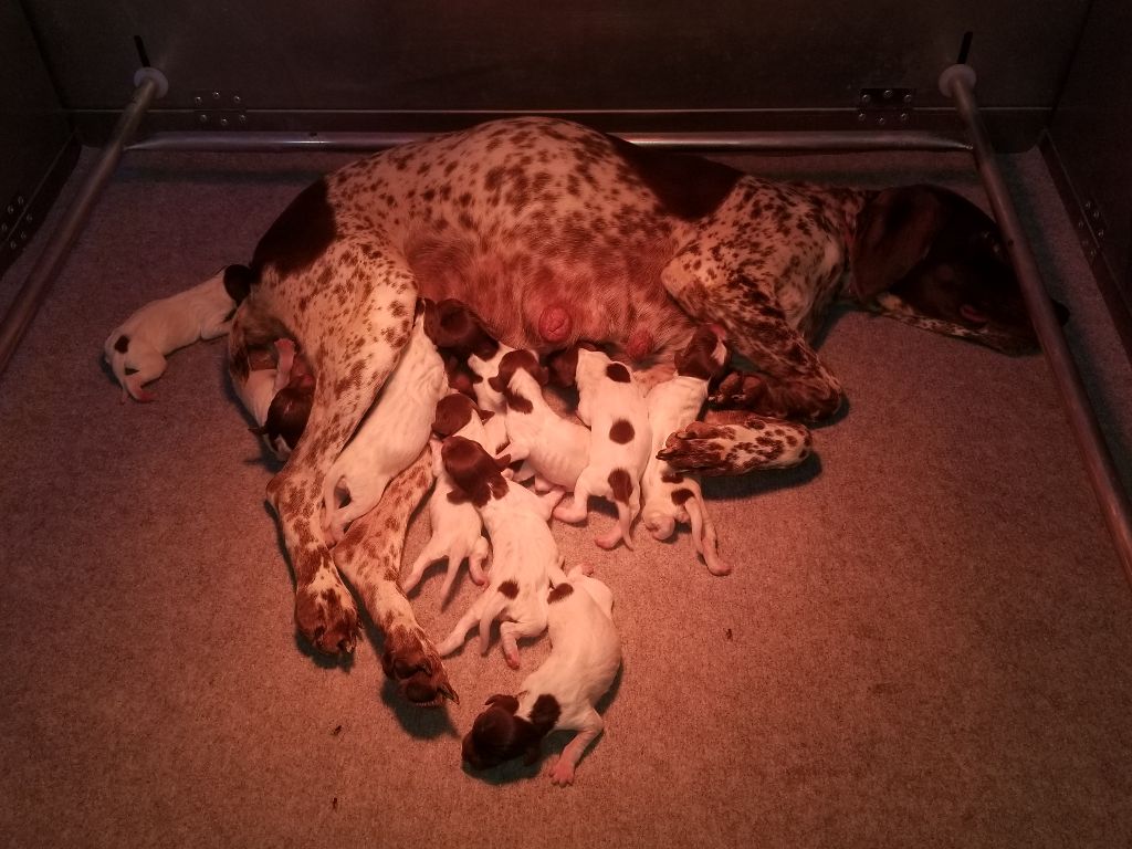 des Rives du Cernon - Naissance des chiots de Orchys x Link
