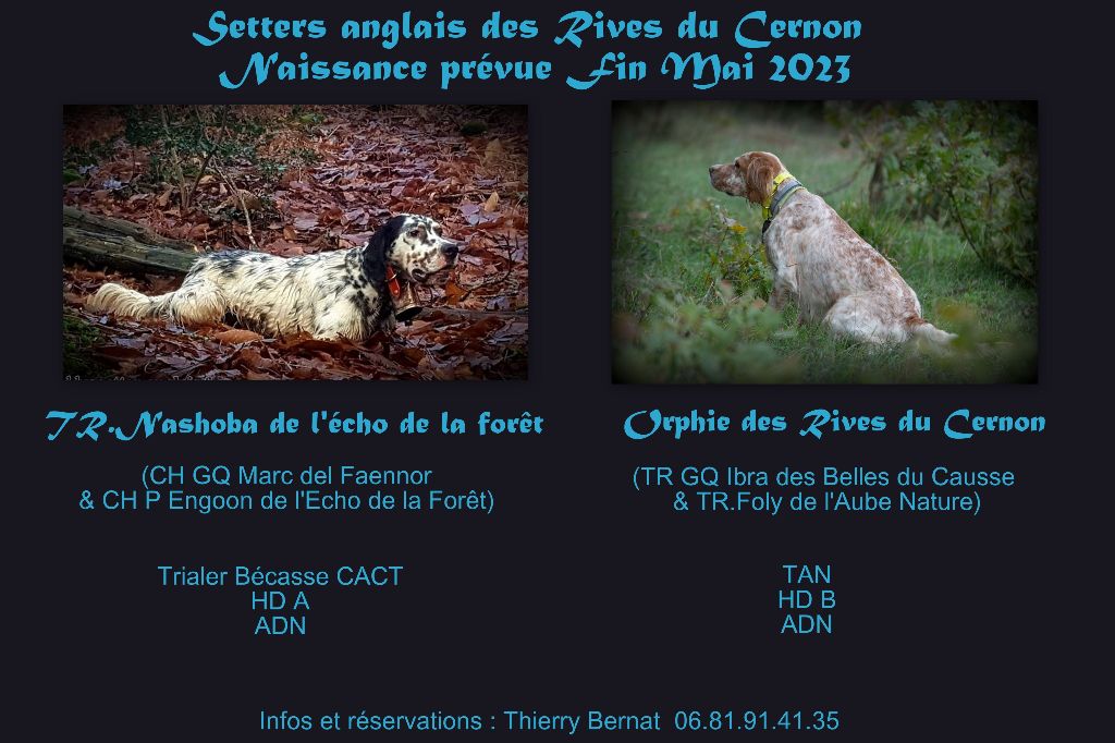 des Rives du Cernon - Saillie Orphie des Rives du Cernon X TR.Nashoba de l'écho de la Forêt