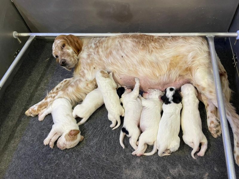 Naissance des Chiots de Osmose/Siam