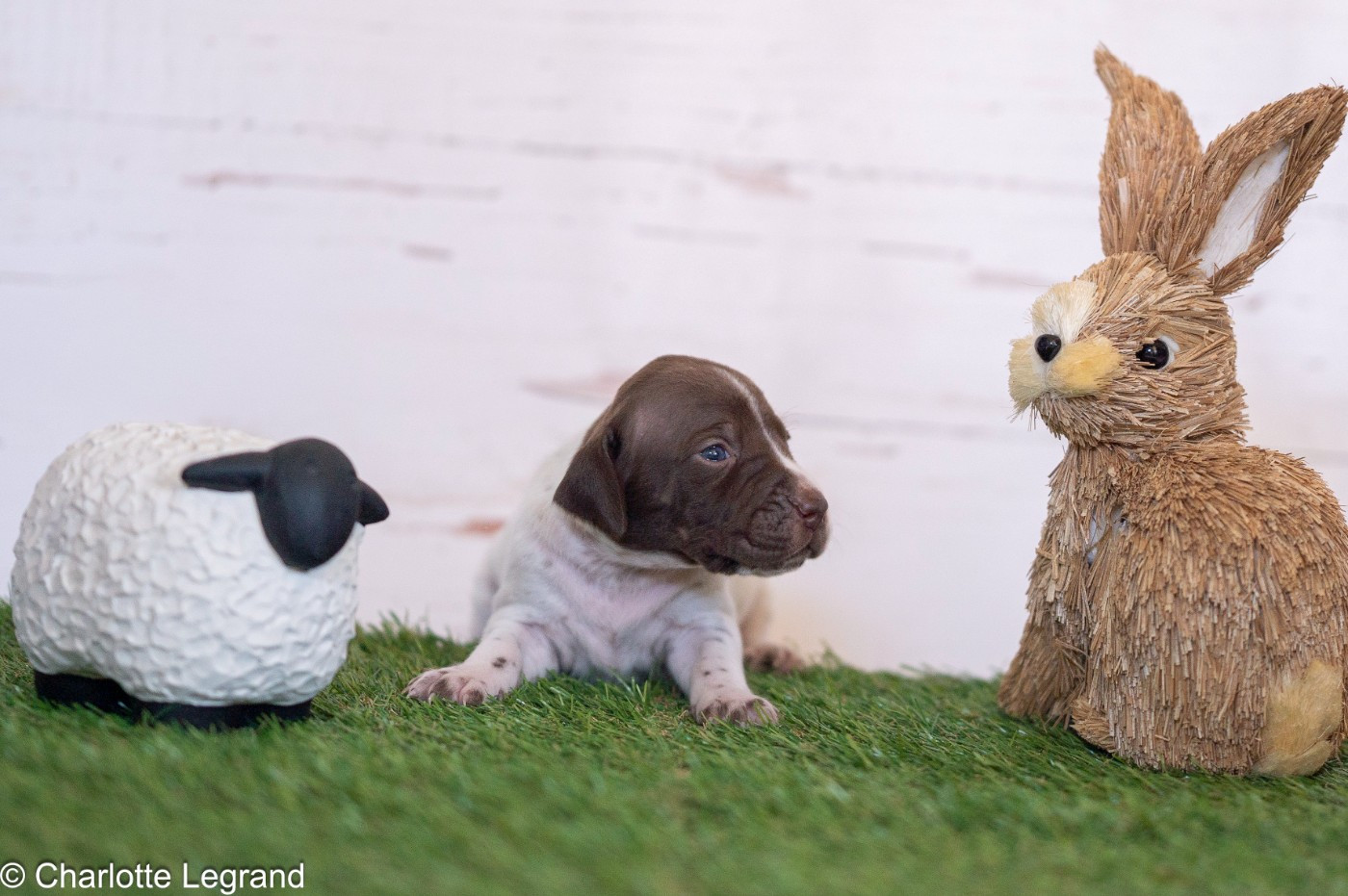 des Rives du Cernon - Chiots disponibles - Braque français, type Pyrenees (petite taille)