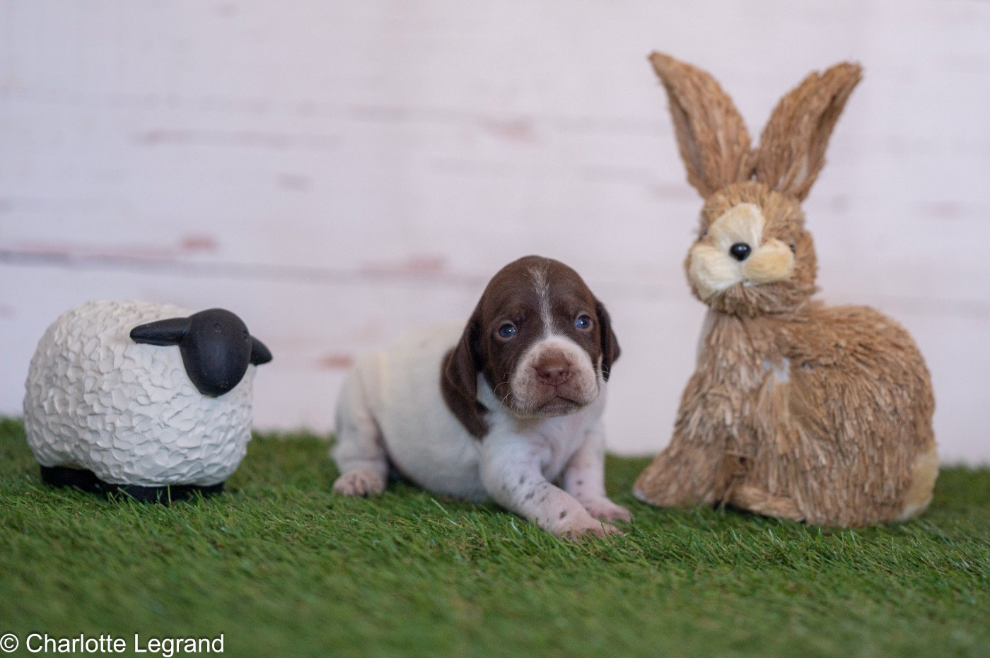 des Rives du Cernon - Chiots disponibles - Braque français, type Pyrenees (petite taille)