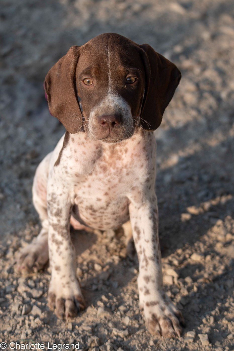 des Rives du Cernon - Chiots disponibles - Braque français, type Pyrenees (petite taille)