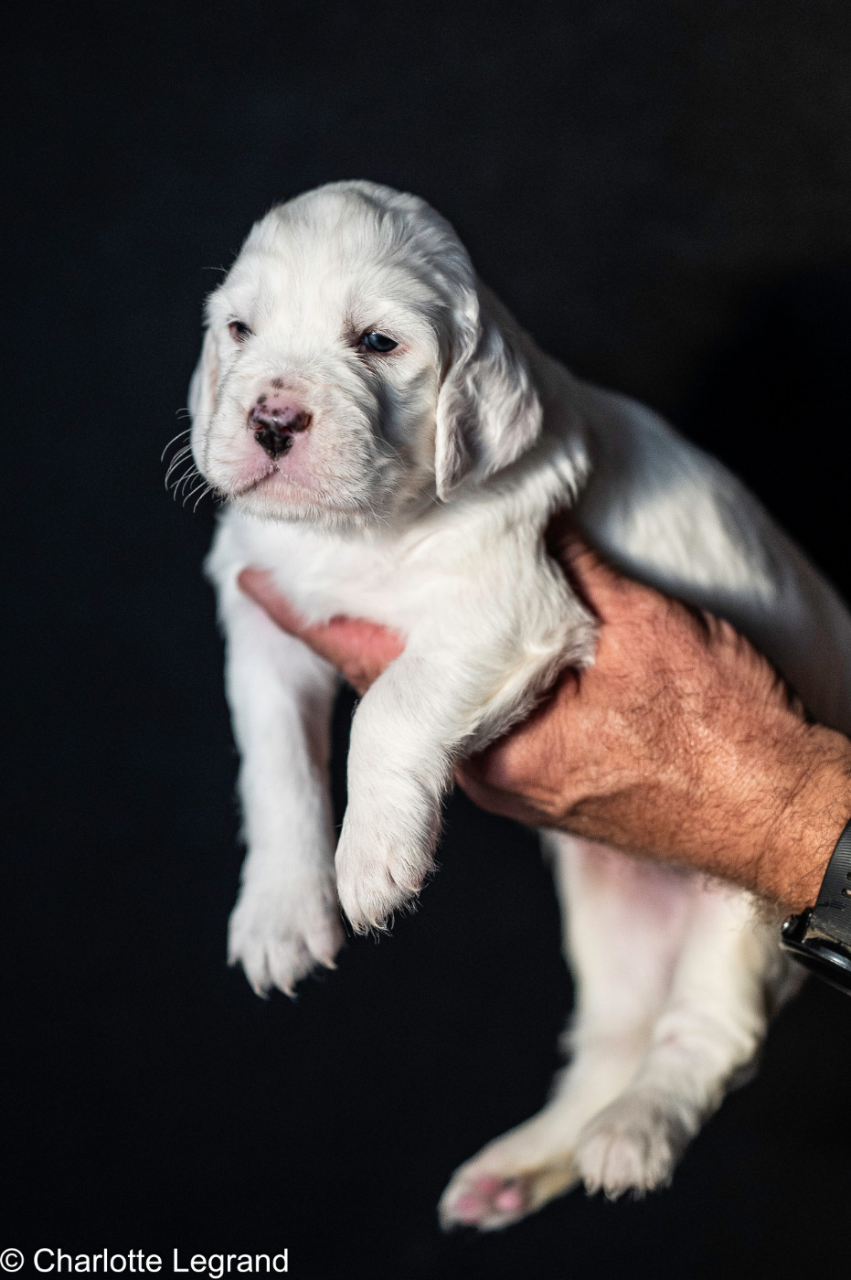 des Rives du Cernon - Chiots disponibles - Setter Anglais
