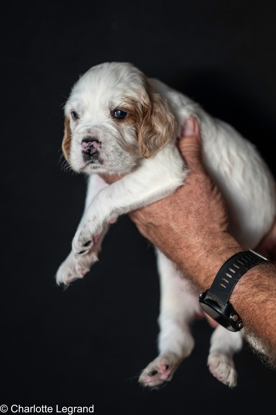des Rives du Cernon - Chiots disponibles - Setter Anglais