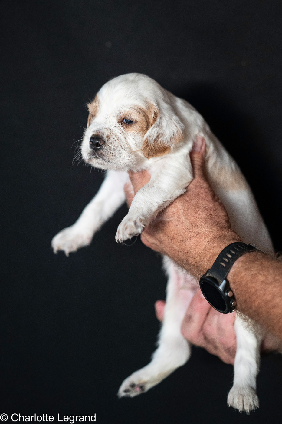 des Rives du Cernon - Chiots disponibles - Setter Anglais