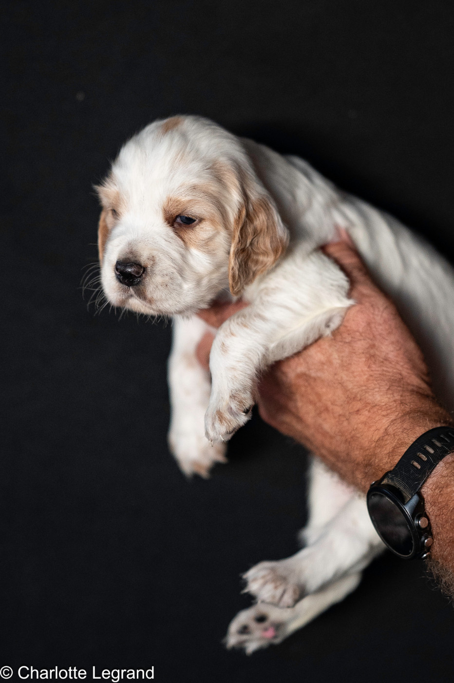 des Rives du Cernon - Chiots disponibles - Setter Anglais