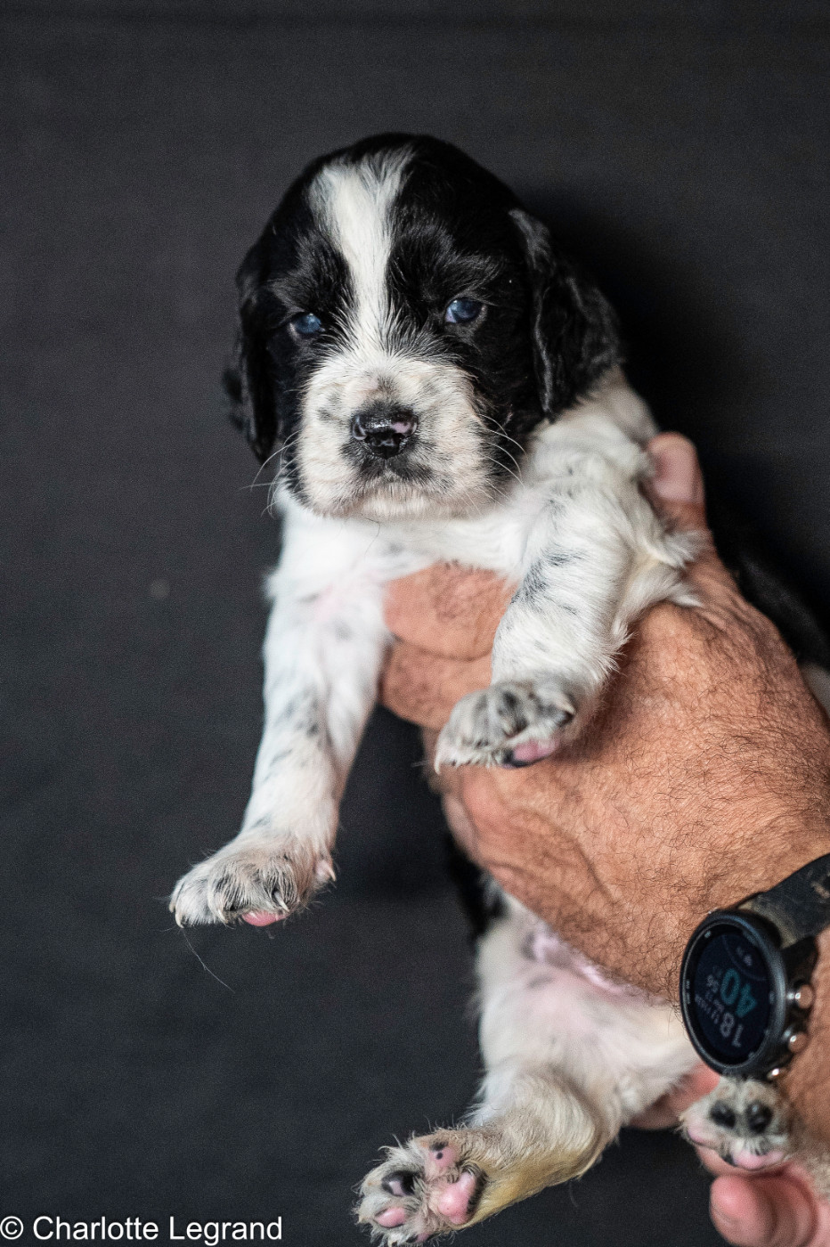 des Rives du Cernon - Chiots disponibles - Setter Anglais