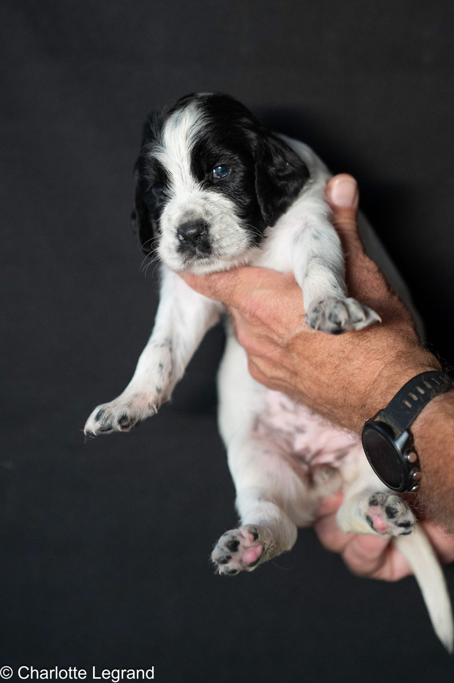 des Rives du Cernon - Chiots disponibles - Setter Anglais