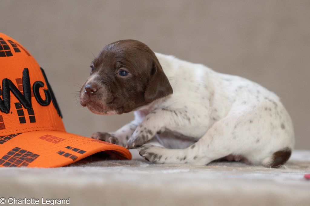des Rives du Cernon - Chiots disponibles - Braque français, type Pyrenees (petite taille)