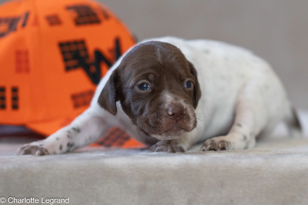 des Rives du Cernon - Chiots disponibles - Braque français, type Pyrenees (petite taille)