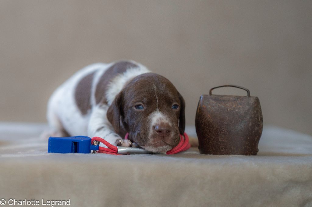 des Rives du Cernon - Chiots disponibles - Braque français, type Pyrenees (petite taille)