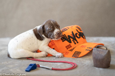 CHIOT 3