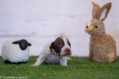 Chiot N°3