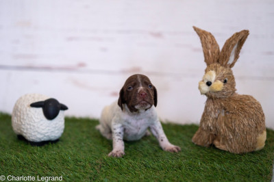 Chiot N°6