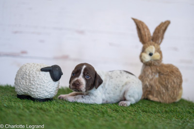 Chiot N°7