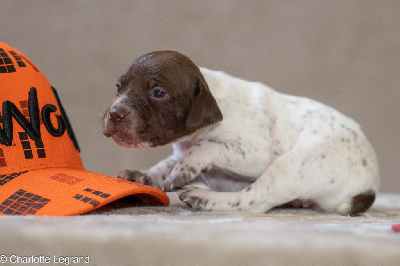 CHIOT 6