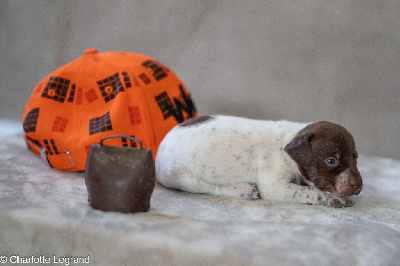 CHIOT 5