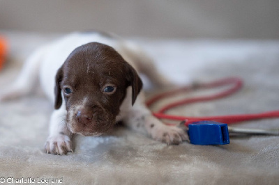 CHIOT 4