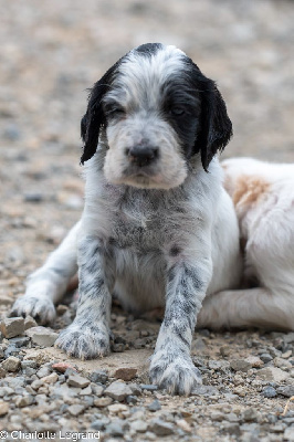 CHIOT 3