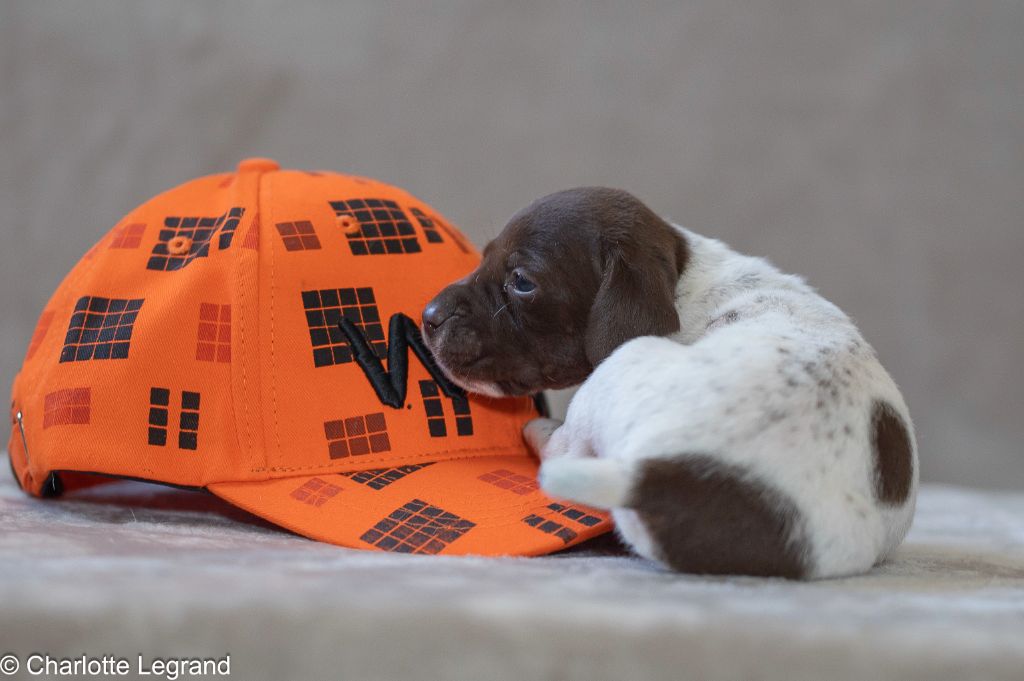 des Rives du Cernon - Chiots disponibles - Braque français, type Pyrenees (petite taille)