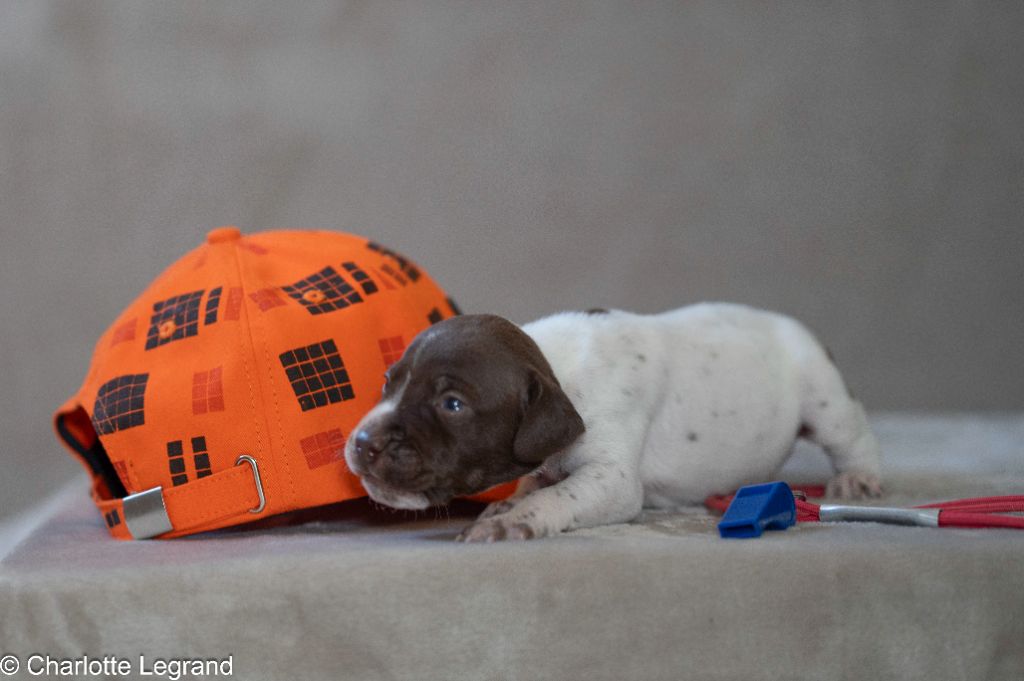 des Rives du Cernon - Chiots disponibles - Braque français, type Pyrenees (petite taille)
