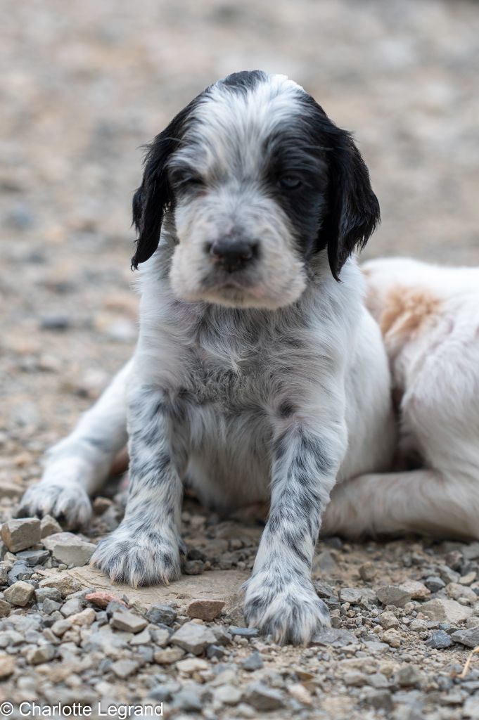 des Rives du Cernon - Chiots disponibles - Setter Anglais